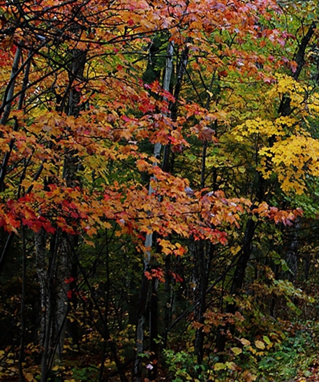 粉象生活邀请码在哪里填写