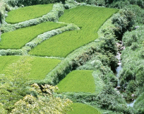 粉象生活app