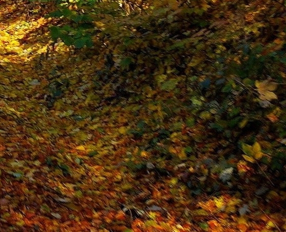 粉象生活邀请码