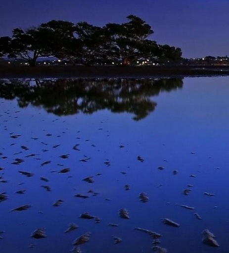 粉象生活图片大全