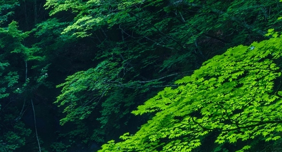 粉象生活中奖技巧