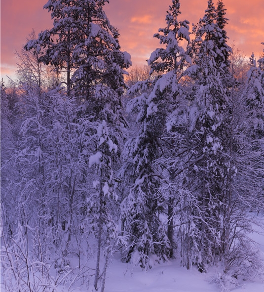 粉象生活下载app