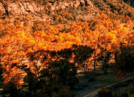 粉象生活购买流程