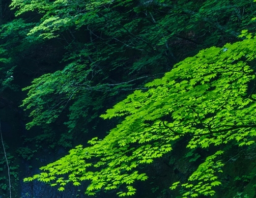 粉象生活app邀请码