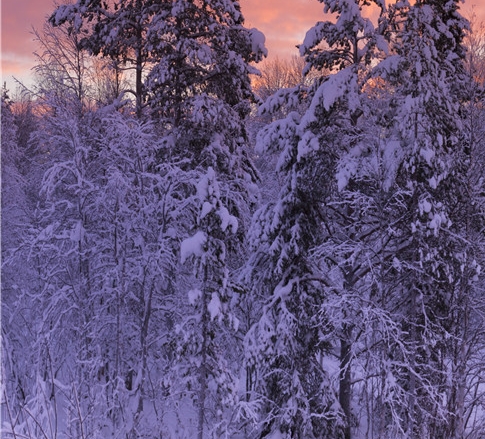 粉象生活下载官方正版