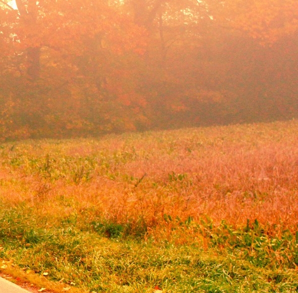 正规粉象生活视频