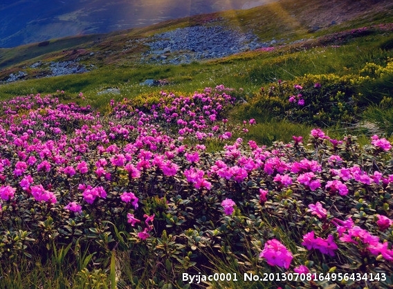 粉象生活邀请码