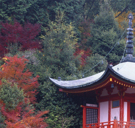 粉象生活在哪里改头像