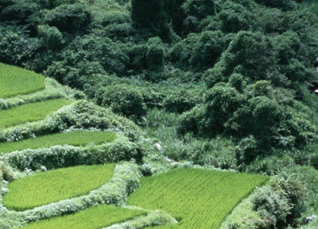 粉象生活怎么赚钱
