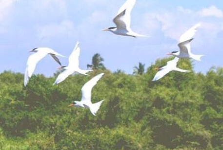 粉象生活直播挣钱吗