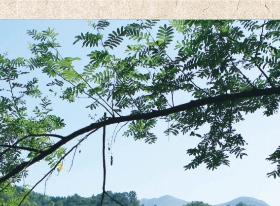 深圳粉象生活加盟代理