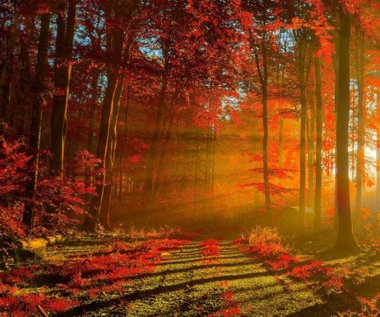 粉象生活公益号