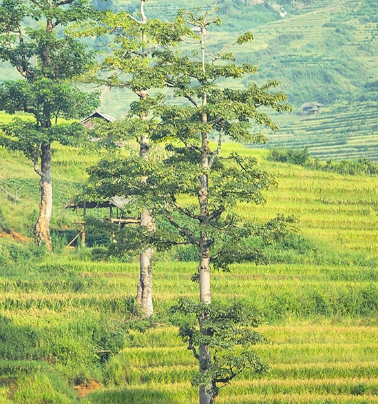 粉象生活全民抽奖