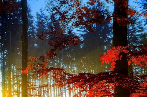 粉象生活粉丝积分怎么激活