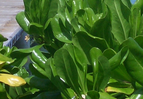 粉象免费赠送vip