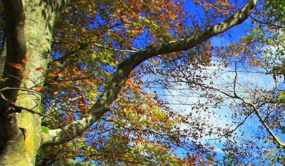 广州最低生活保障标准年收入