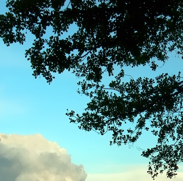 商标注册证怎么没有服务类目