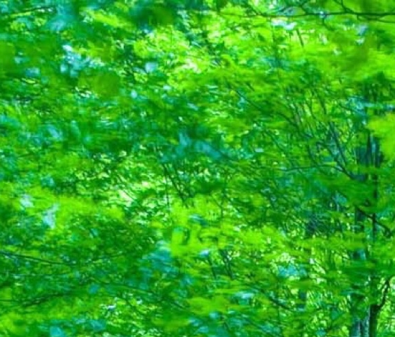 粉象生活怎