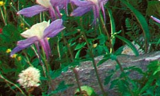 延安粉象生活代理