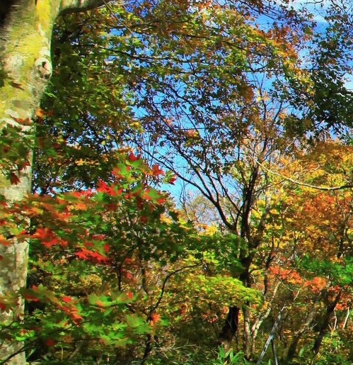 粉象生活平台排行