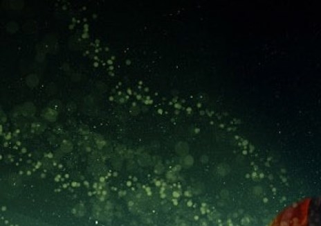 粉象生活什么时候出的