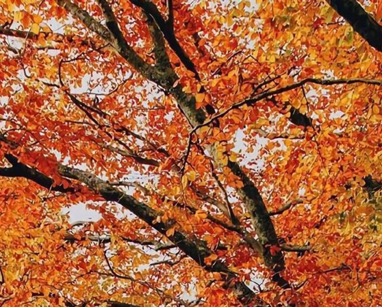 粉象生活和淘宝联盟哪个好