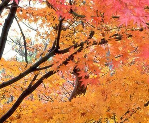 怎么获取粉象生活的邀请码