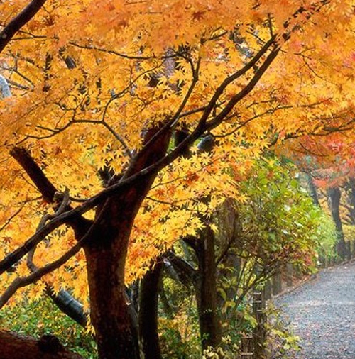 粉象生活为什么要升级vip