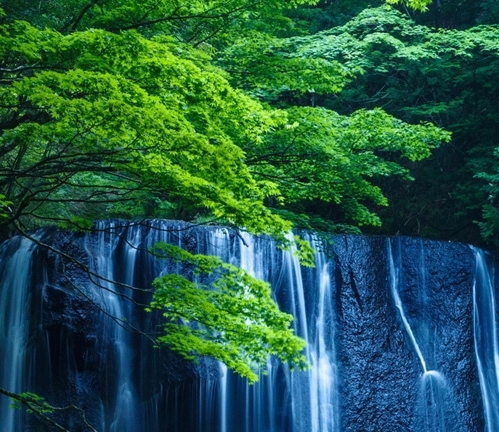 粉象生活商城