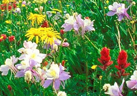 下载粉象生活最新版