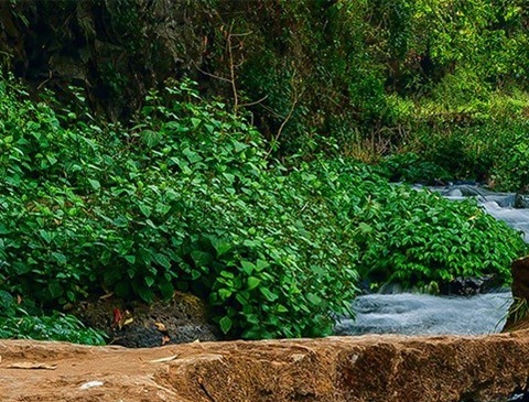 粉象生活下载app