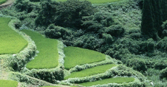 粉象生活邀请码