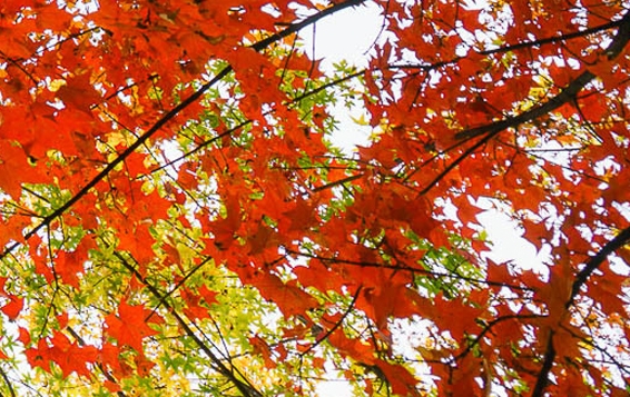 粉象生活是怎么赚钱的