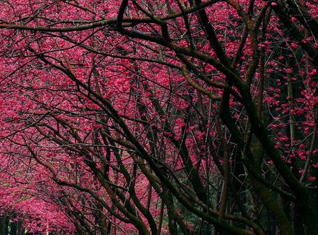 粉象生活开通会员怎么赚钱