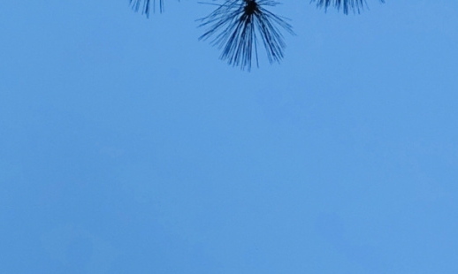 上海楼粉