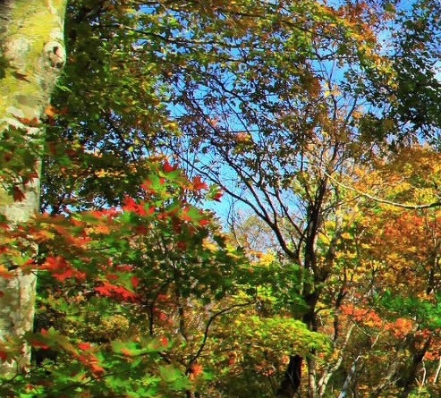 河北粉象生活