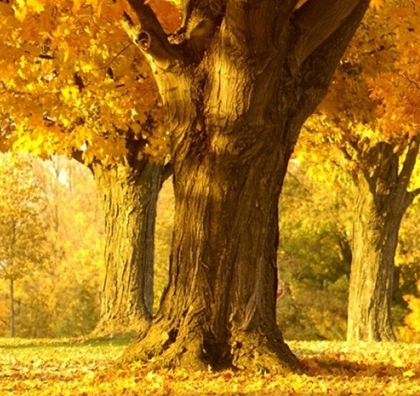 粉象生活可以赚钱吗