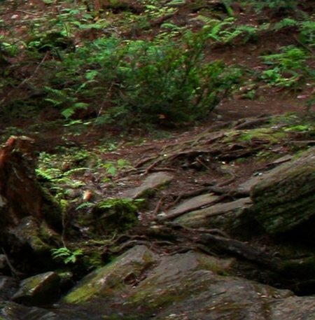 怎样在粉象生活里搜店铺