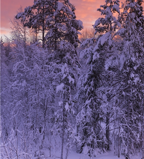 分享粉象生活网站