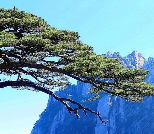 粉象生活是真的假的