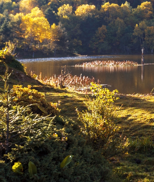 粉象生活多少分是一块钱