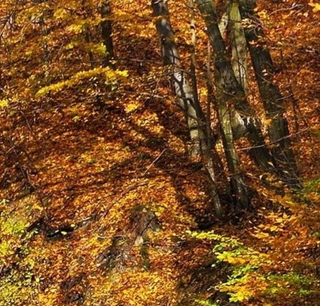 金昌粉象生活加盟