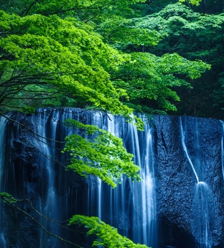 粉象生活蔬菜保鲜