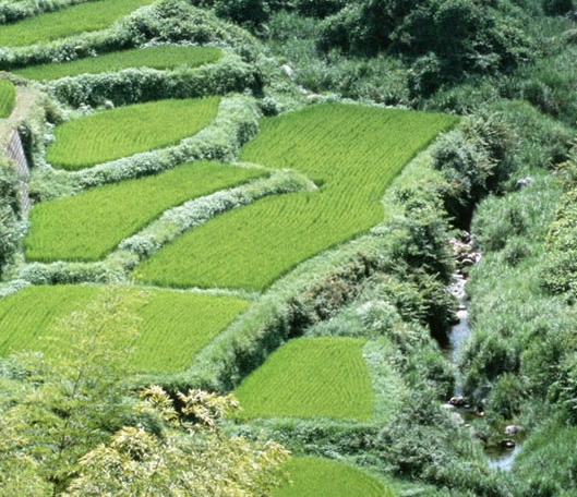 粉象生活真实收入