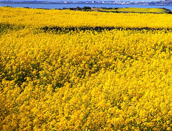 粉象生活怎么借钱