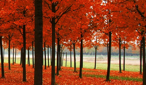 粉象生活的粉丝怎么增加