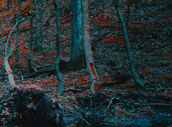 抖音上的粉象生活是真的吗