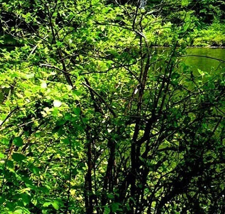 粉象生活是个坑