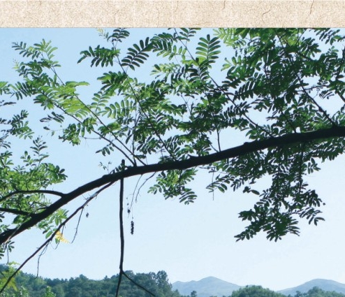 粉象是什么