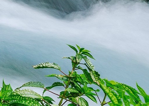 粉象生活真实收入